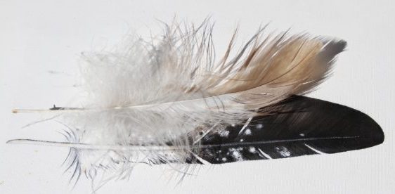 Two feathers one white and one black with a white background